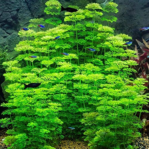 Live Aquarium Plant - LIMNOPHILA - Fish Tank Aquatic Fern - Tropical or Coldwater (5)