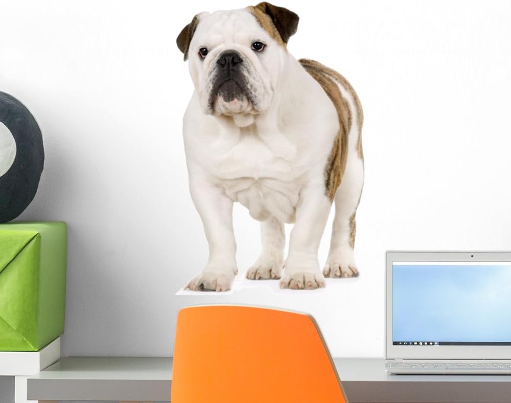 Wallmonkeys Young English Bulldog Wall Decal Peel and Stick Graphic WM299389 (18 in H x 18 in W)