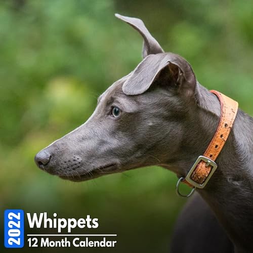 Calendar 2022 Whippets: Cute Whippet Photos Mini Calendar a Monthly Square Book Planner With Inspirational Quotes each Month