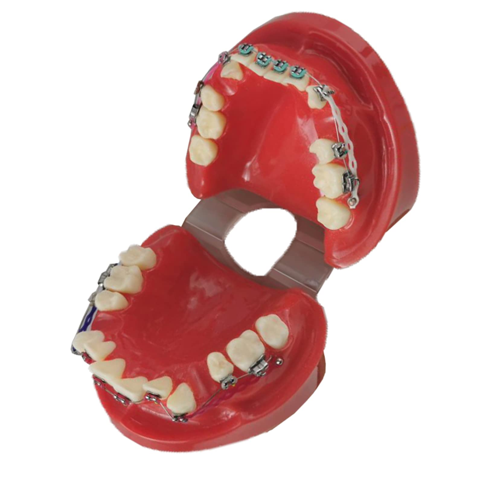 Model zębów Typodont – dentystyczny model ortodontyczny z metalowym i ceramicznym wspornikiem, model wyjaśniający dla dorosłych i dzieci (czerwony)