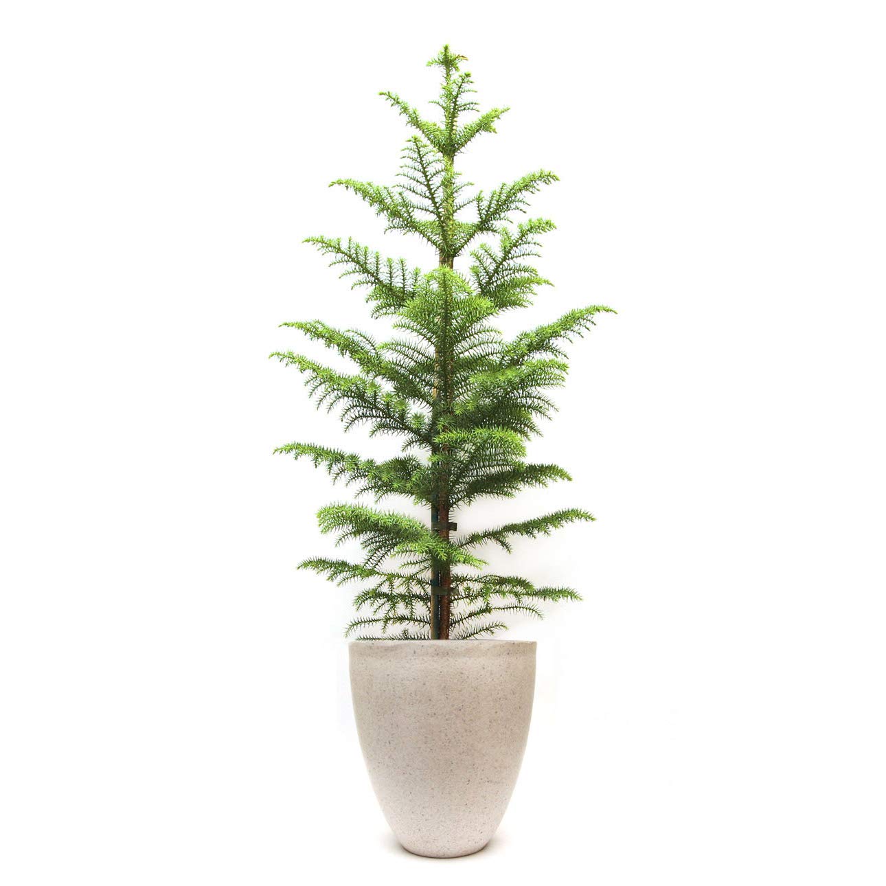 PlantaZee The Christmas Tree/Aerocaria/Araucaria Plant Ornamental Plant (B07KR4R8RX) Amazon Price History, Amazon Price Tracker