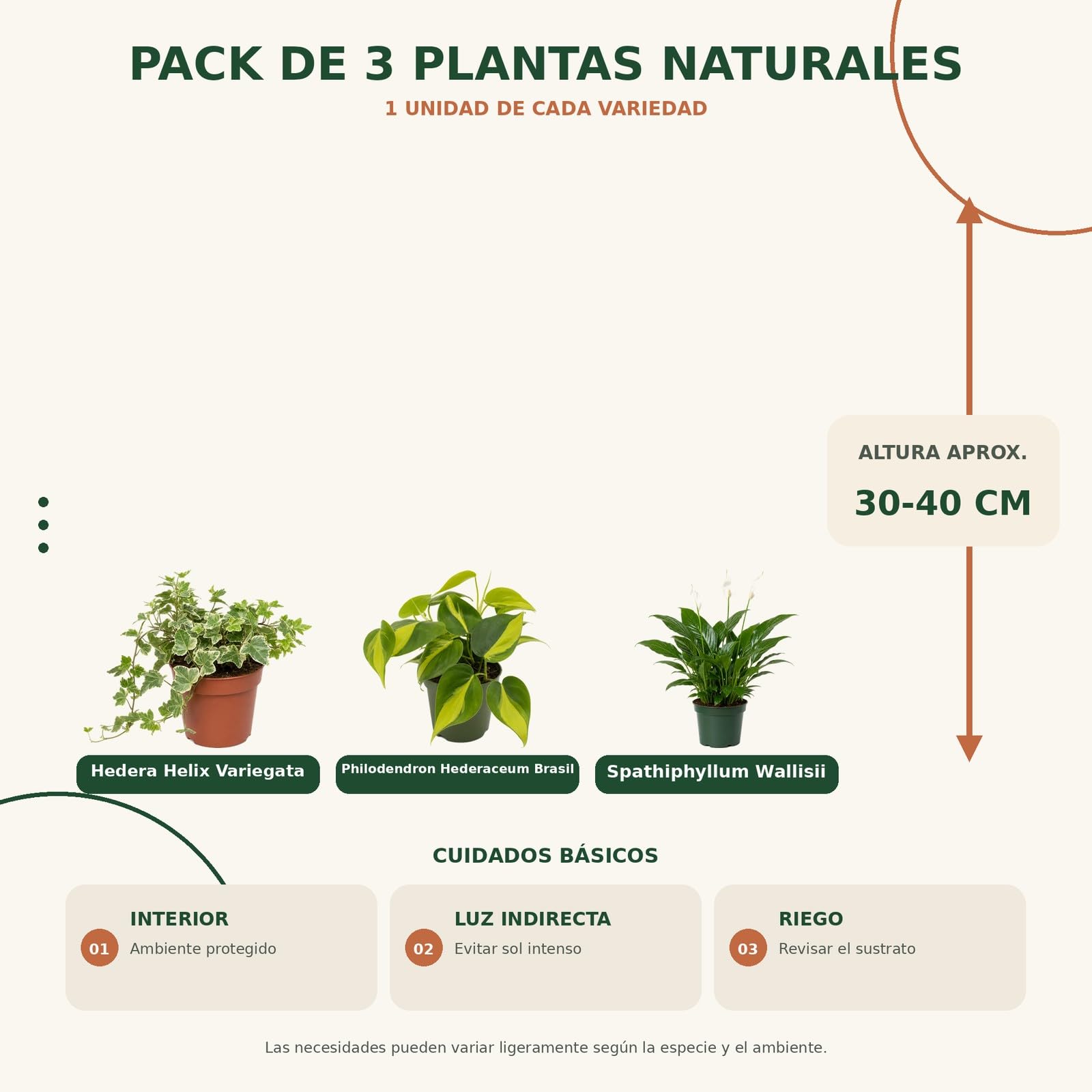 Pack 3 Plantas DECOALIVE: Hiedra Variegada, Filodendro Brasil y Espatifilo
