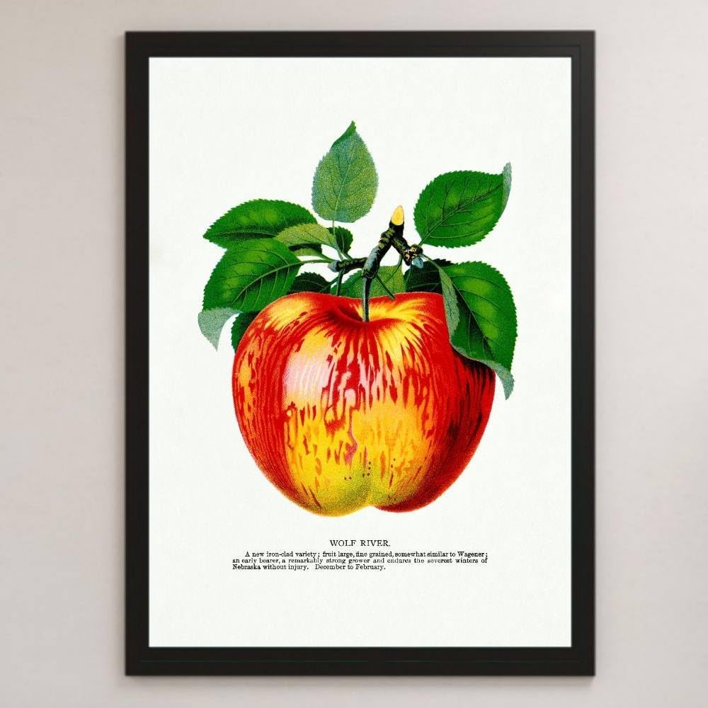 Amazon.co.jp: りんご ウルフリバーアップル イラスト アート 沢 Amazon.co.jp: りんご ウルフリバーアップル イラスト アート 沢