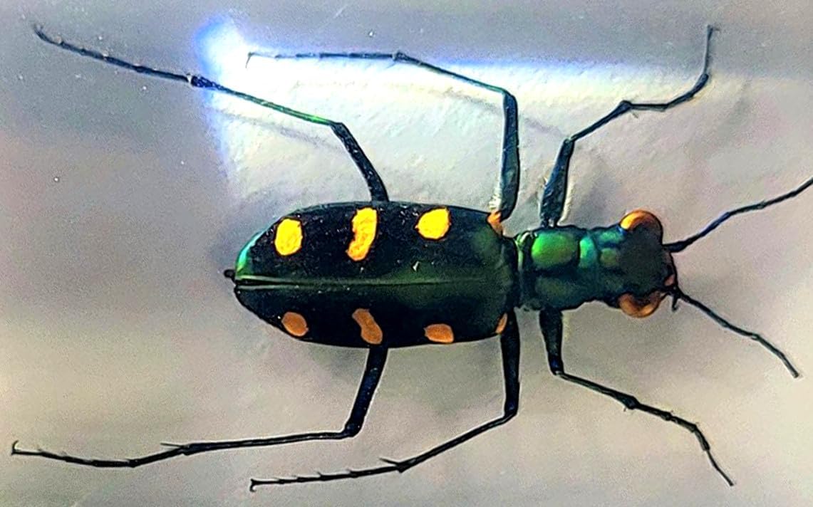 44mm Real Indonesian Tiger Beetle in Crystal Clear Lucite Resin Crafts Specimen Preserved Various Animal Insect Bug Taxidermy Collection for Biology Science Education & Desk Ornament Display Supplies
