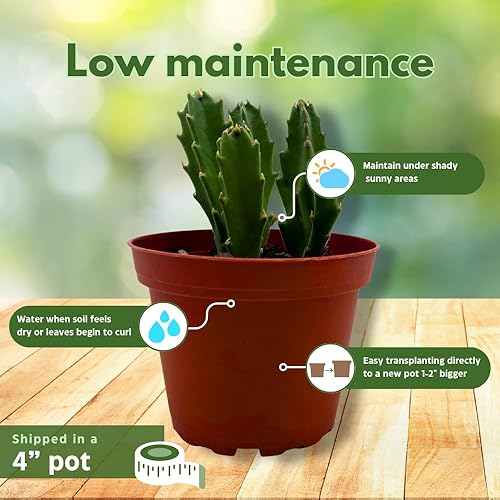 Miniatura 5 de BubbleBlooms Stapelia gigantea, flor gigante de estrella de mar, huernia rara, planta gigante carroñera zulú, maceta de 4 pulgadas