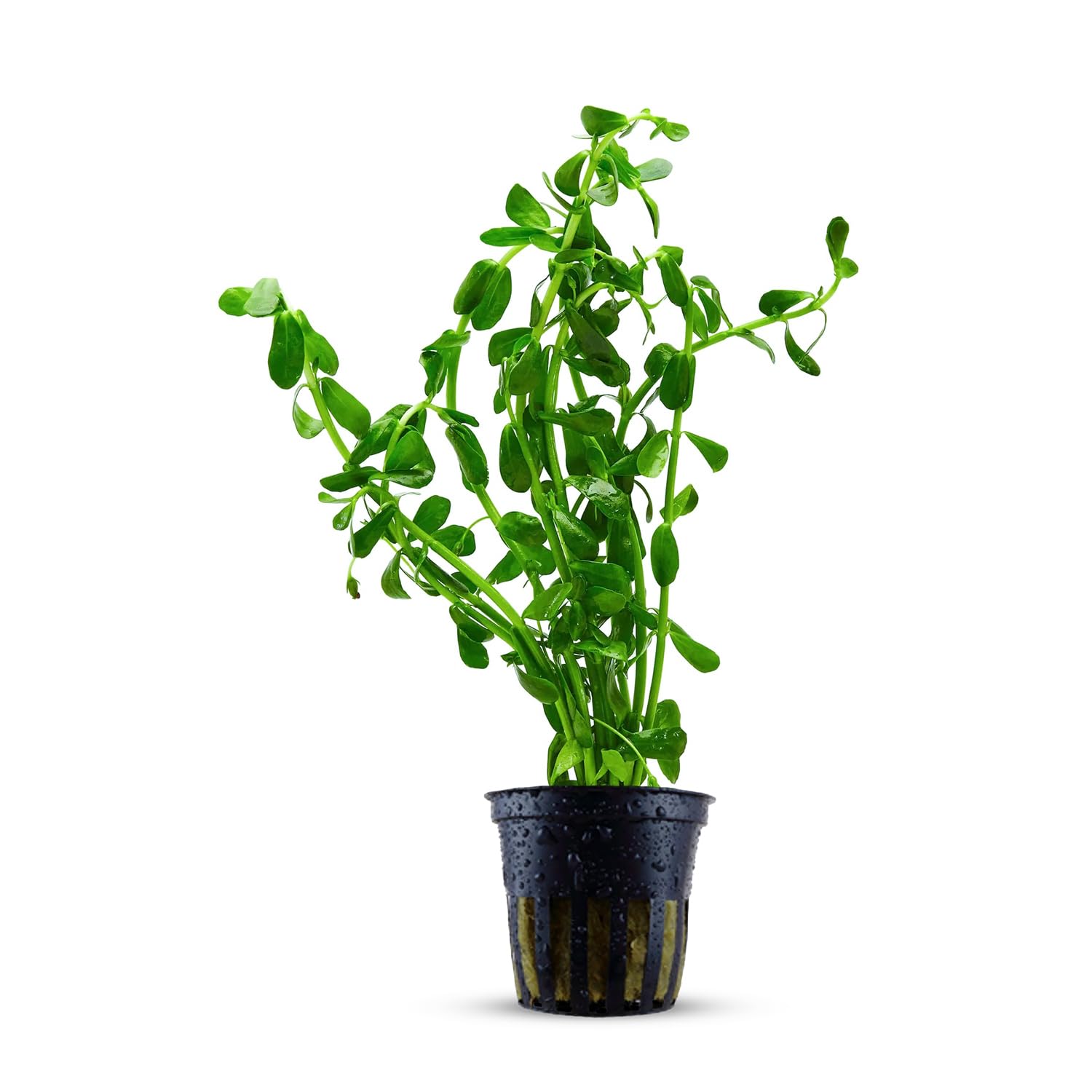 Bacopa Caroliniana Live Aquarium Plant