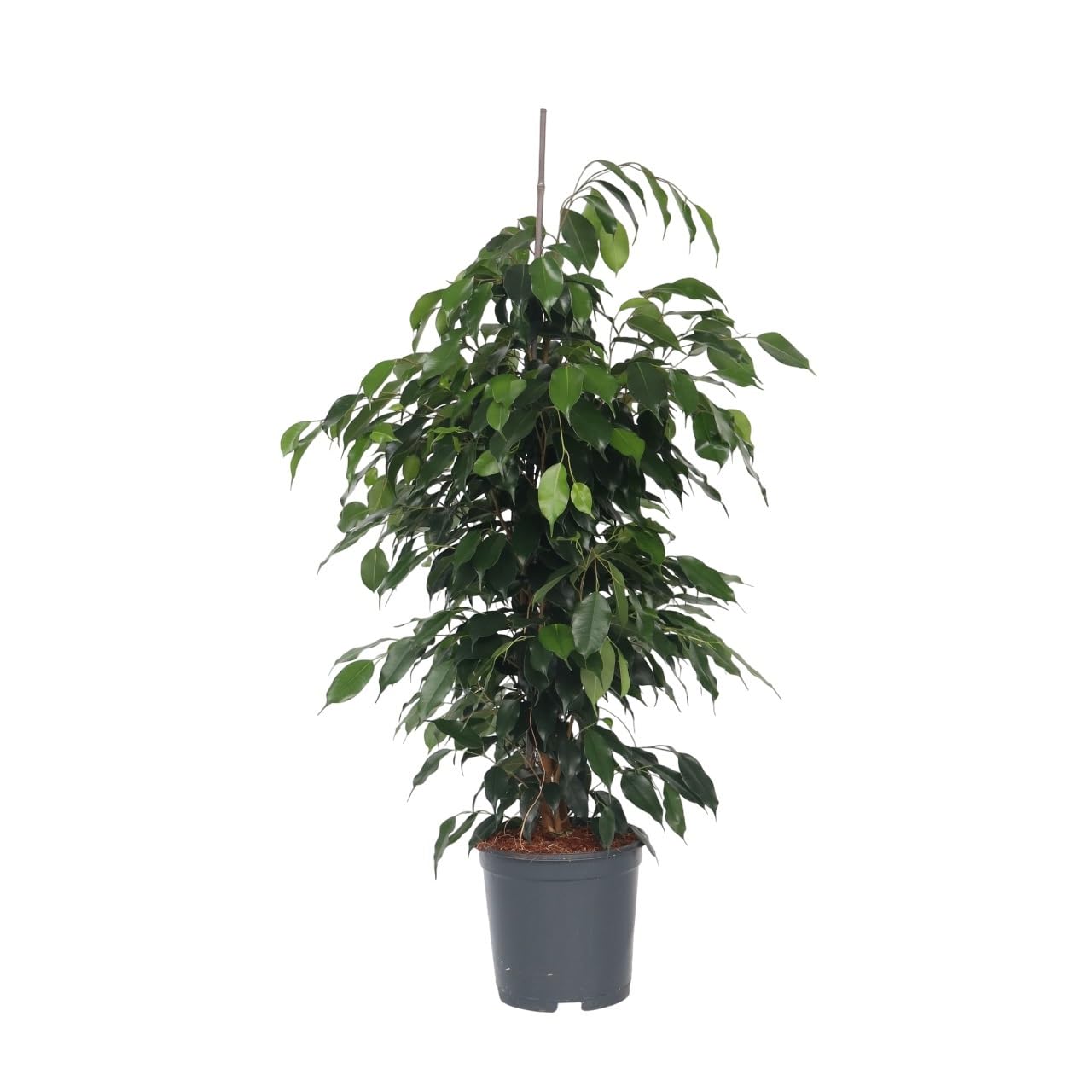 Plant in a Box - Ficus benjamina Danielle - Real Houseplant Large - Fiddle Plant - Doniczka 21cm - Wysokość 100-110cm