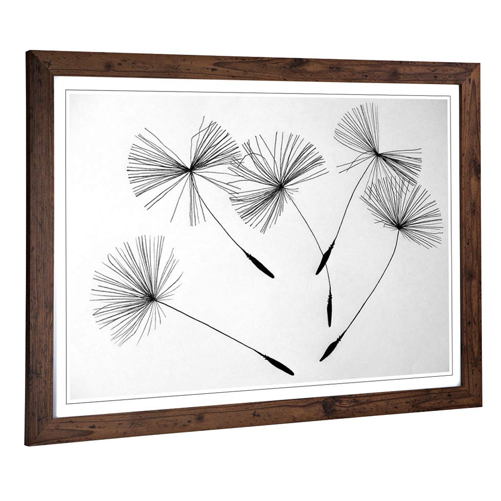 Big Box Art Framed Print of Flower Dandelion Seeds (1) Design | Wall Art Picture | Home Decor for Kitchen, Living, Dining Room, Bedroom, Hallway, Office, Walnut, A2 / 24.5x18 Inch / 62x45cm