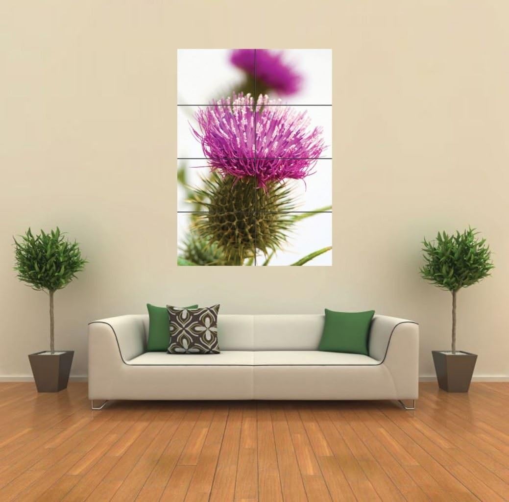 Amazon Co Jp 写真 スコットランドの国花 アザミ アートプリントポスター Scottish Thistle Scotland G474 ホーム キッチン