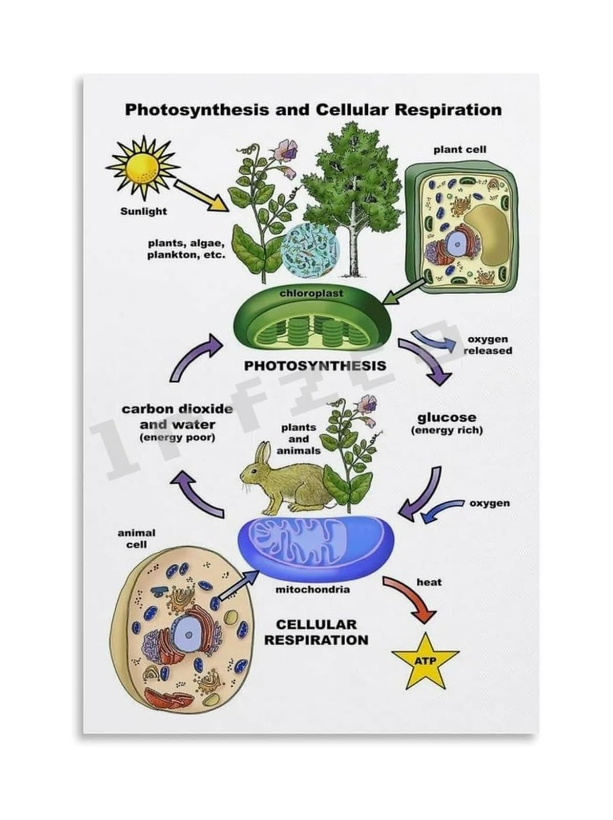 BIANMTSW Science Classroom Decor Processes Poster Photosynthesis and Respiration Chart for Bulletin Board Canvas Framed,16X24inch(40X60cm)