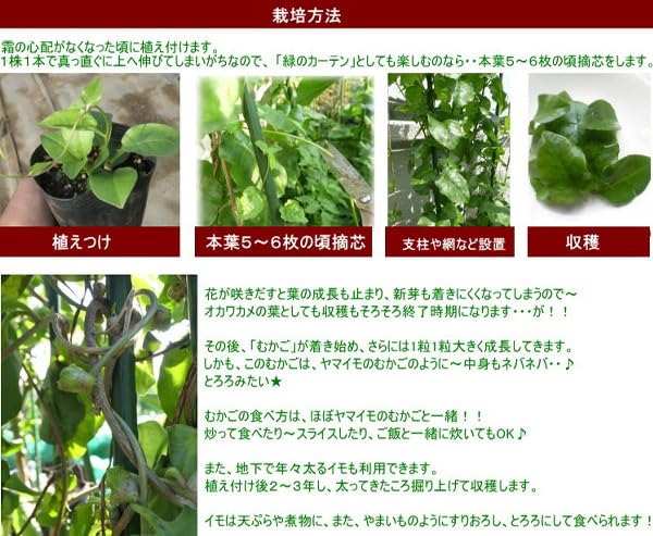 Amazon.co.jp: オカワカメ 9cmポット苗 おかわかめ : DIY・工具・ガーデン