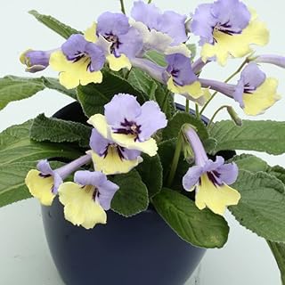Streptocarpus Houseplant 'Harlequin Blue' Cape Primrose Tender Perennial Cream Blue Bicolour Blooms Perfect for Beginners Easy to Grow Your Own Indoor Flowers 10cm Potted Plant by Thompson & Morgan