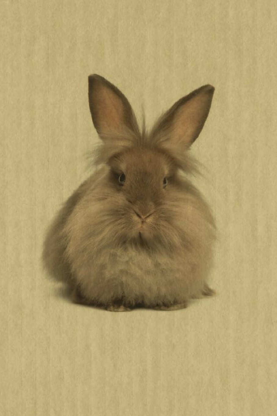 Lionhead: Artified Pets Bunny Rabbit Journal/Notebook/Diary (Artified Pets Lionhead Bunny Rabbit)