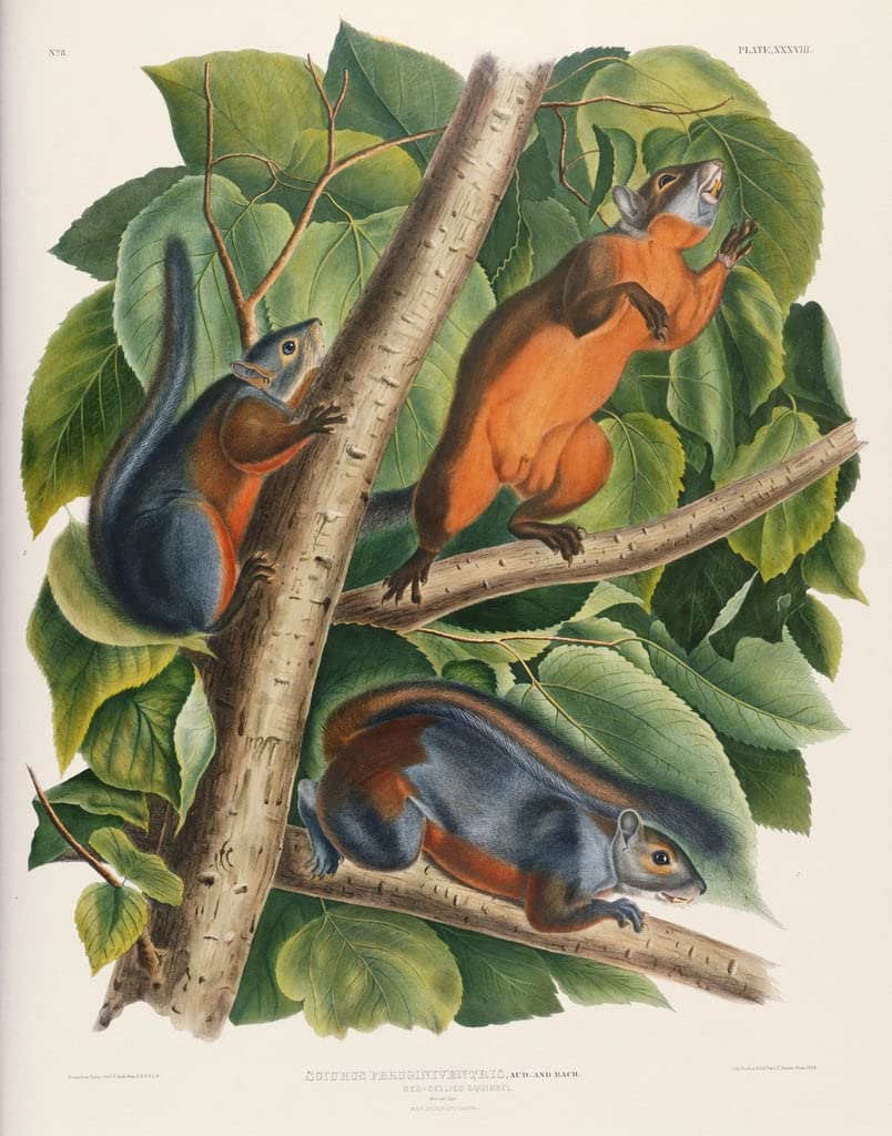 Tableau Écureuil à ventre rouge John Audubon poster mural 60x90cm - 5