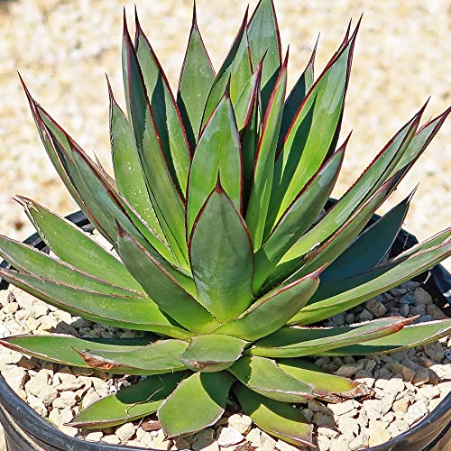 Agave Blue Glow Cacti Cactus Succulent Real Live Plant #TOP4
