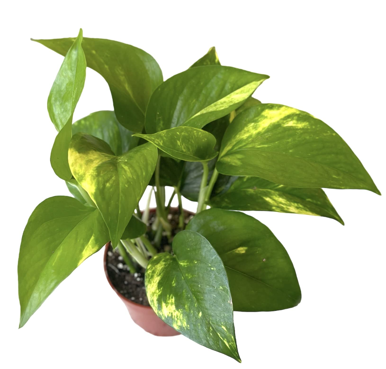 Hopewind N'Joy Pothos