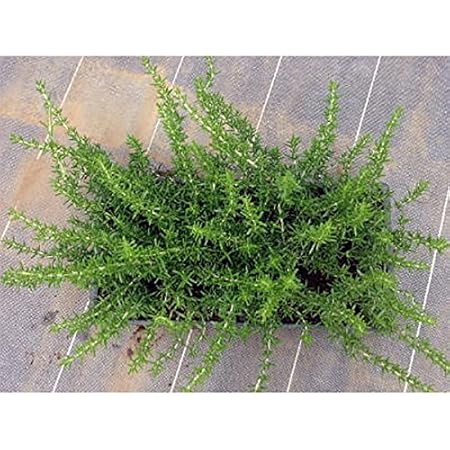 Amazon Co Jp マット植物 ほふく性ローズマリーのマット25cm 25cm 6枚セット グランドカバーに 草花の苗 ホーム キッチン