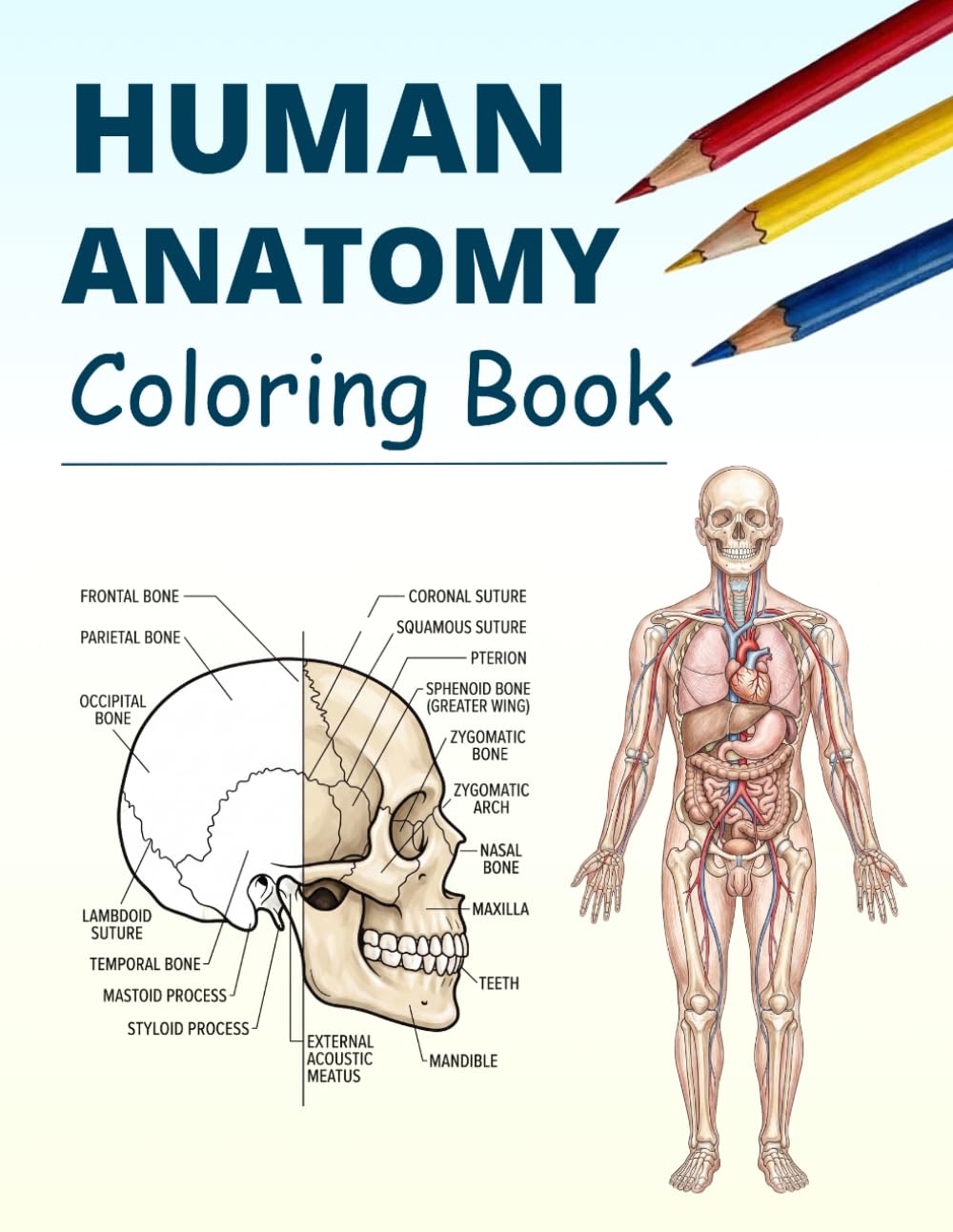 Human Anatomy Coloring Book: 50 Detailed Educational Coloring Pages Featuring Bones, Muscles, Organs and Human Body Systems