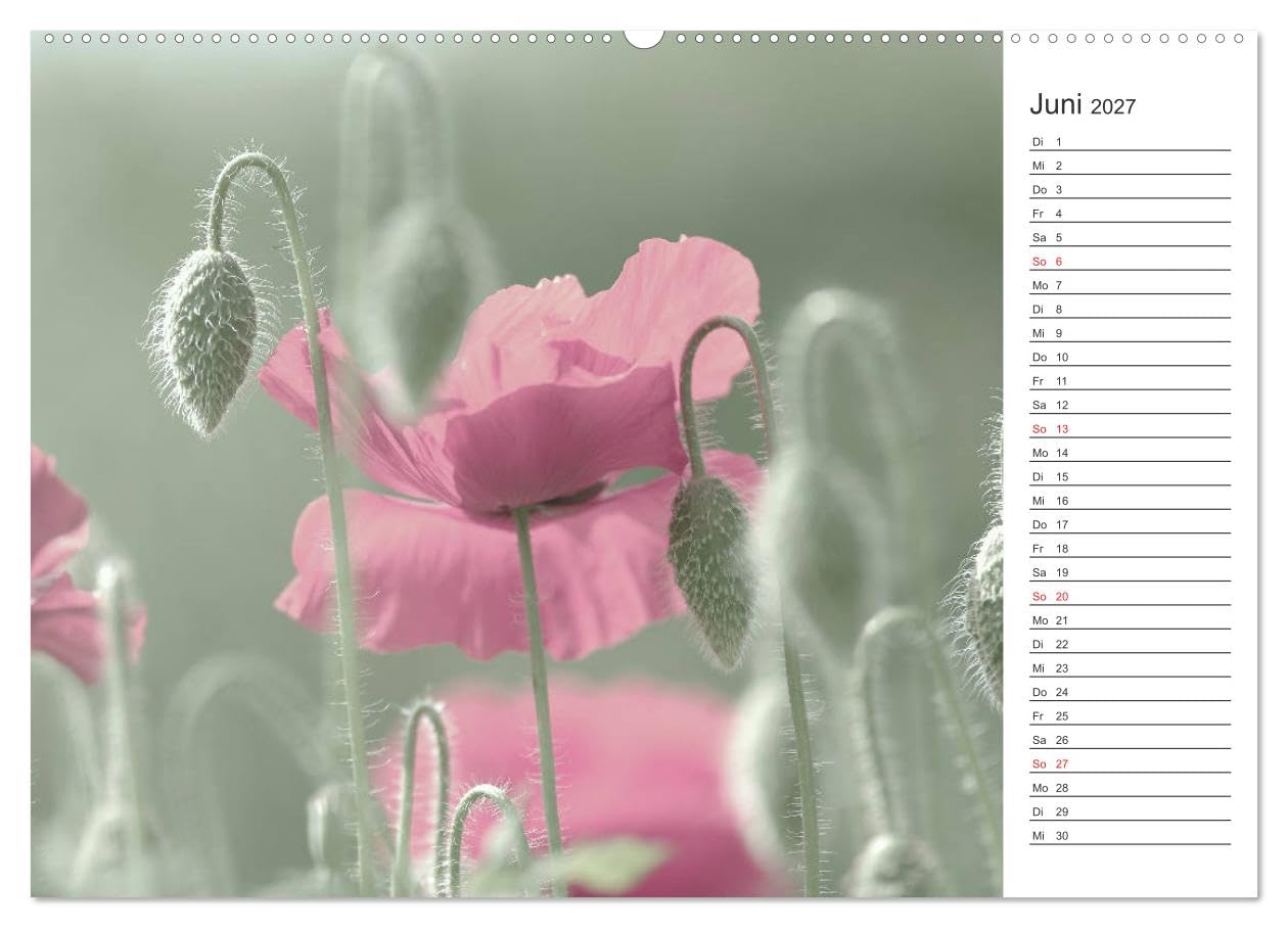 CALVENDO - Blumenfreude Terminkalender (Wandkalender 2027 DIN A2 quer), Monatskalender: Mit wunderschönen bunten Blumen und Blütenbilder durch das Jahr