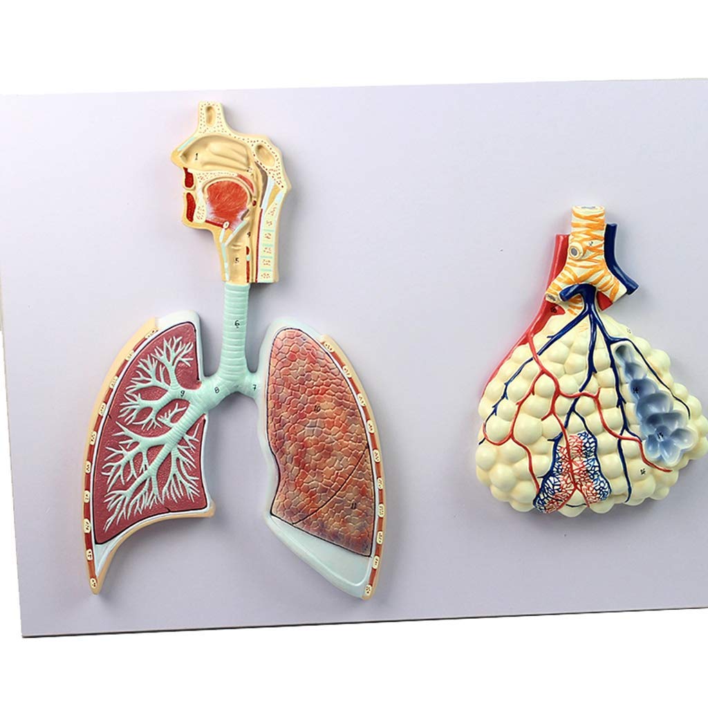 Buy Lung Segment Nasal Cavity Anatomical Human Respiratory System Model