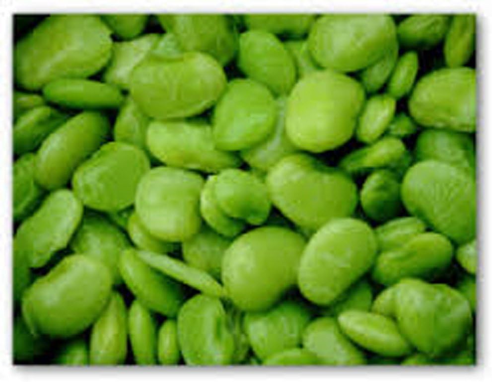 Bean Seed, Fordhook Lima Bush,Heirloom, 500+ Seeds, Non GMO, Beans