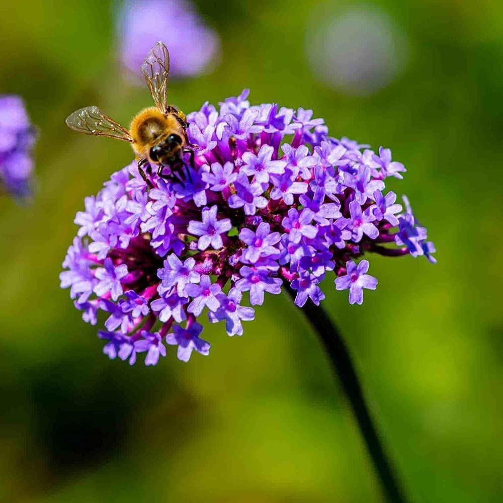 50Pcs Verbena Seeds Herbaceous Flowers for Outdoor Field Planting Love Full Sunny Environment A Sea of Purple Flower Bring Good Mood