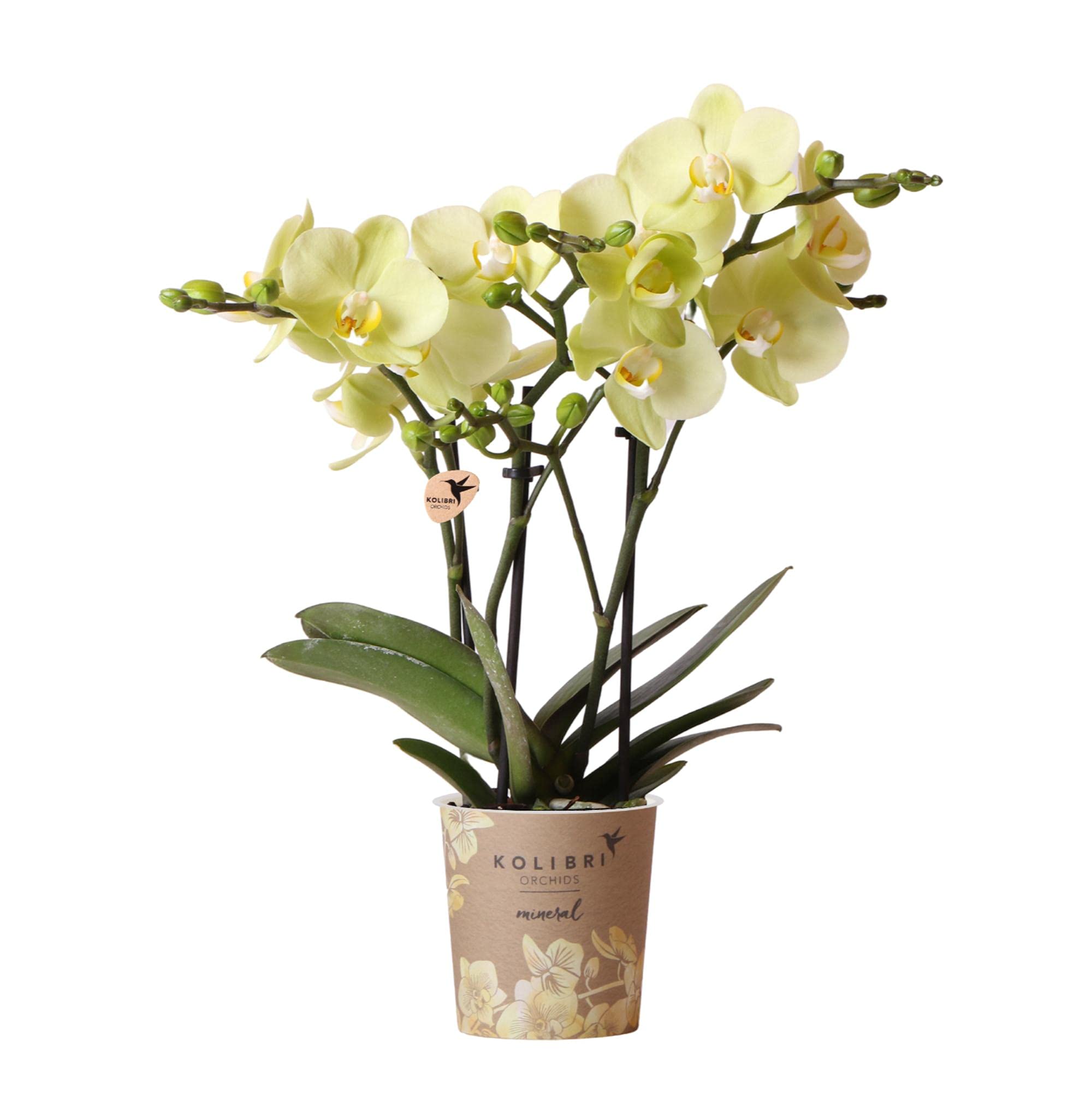 KOLIBRI Orchids | gelbe Phalaenopsis-Orchidee - 34cm hoch - Topfgröße Ø9cm|blühende Zimmerpflanze - frisch vom Züchter, Grün