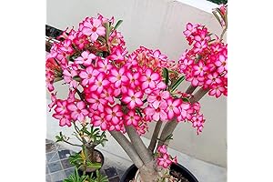 Pink Desert Rose Plant | Live Flowering Desert Rose Plant | 4 Inches Tall
