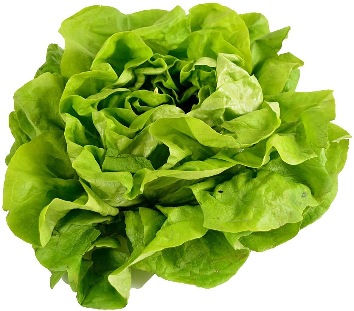 500 Buttercrunch Lettuce Seeds for Planting - Heirloom Non-GMO Vegetable Seeds for Planting - Hydroponics - Microgreens - Butterhead Lettuce By Tim Tim Agro (B09PBXV1PF) Amazon Price History, Amazon Price Tracker