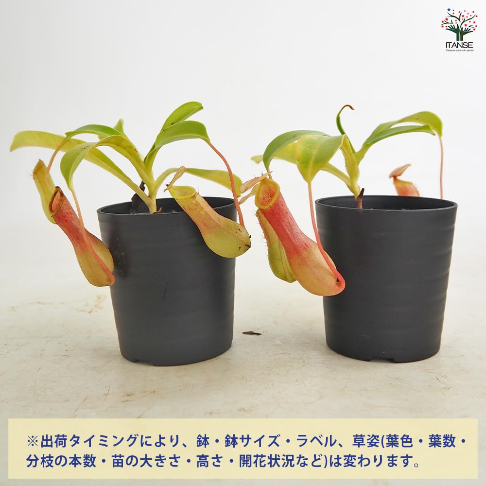 Amazon.co.jp: ITANSE ネペンテス アラータ (ウツボカズラ) 2号