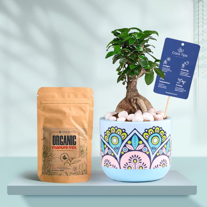 FlowerAura Air Purify Ficus Bonsai Live Indoor Plant in Rangoli Charm Terracotta Pot with Manure for Gifting, Living Room, Balcony, Kitchen, Table Decor, Office Desk Decor-image-16