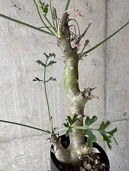 塊根植物・コーデックス Pelargonium crithmifolium pelargonium crithmifolium《L size》※塊根部分から芽吹き年々