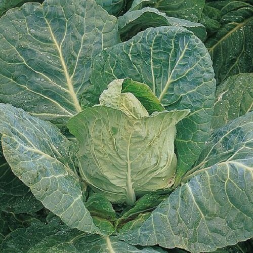 100g Durham Early Cabbage Seeds vegatables 100g Bulk Growers Pack