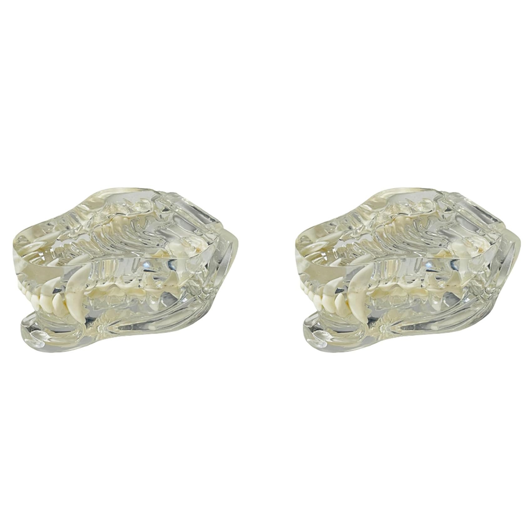 2X Denti Canini Trasparenti Modello Anatomico Animali Dentali Mascella Dentale per Strumento Educativo Veterinario (Cane)