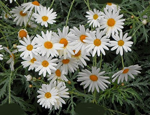 OhhSome Flower Seeds : White Daisy Sunflower Family Seeds Garden Seeds For Pots Garden [Home Garden Seeds Eco Pack Plant Seeds - Eco" (B07YP7CPTP) Amazon Price History, Amazon Price Tracker