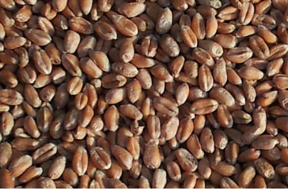Cuscino lombare XXL con chiusura a strappo - Cintura termica con 7 compartimenti, semi di grano - Nero - ca. 135cm -Grande cuscino riscaldabile per la schiena