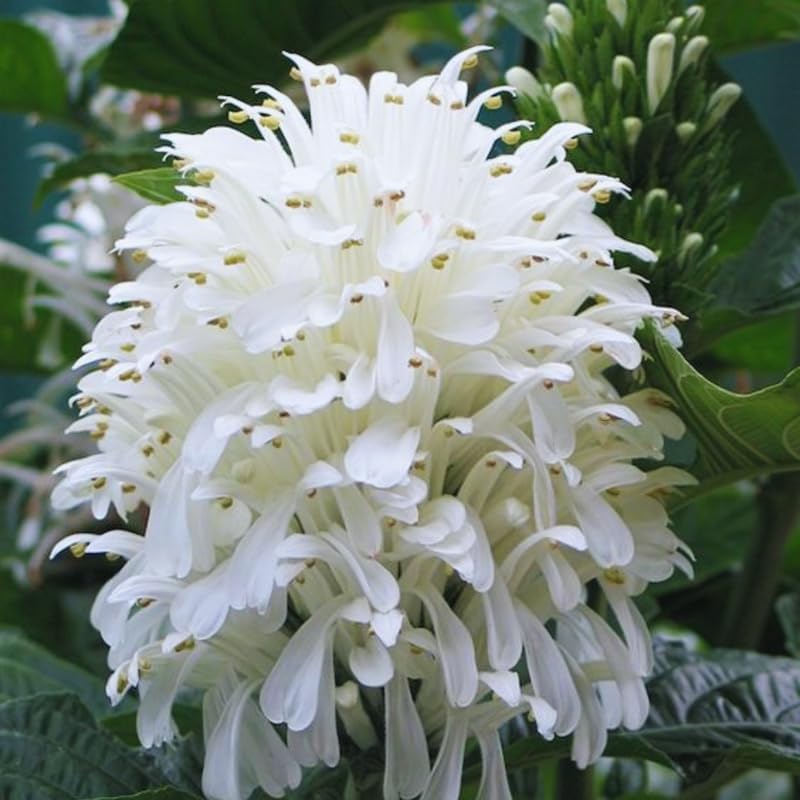 2 Live Shrimp Plant for Growing, 3 to 5 Inc Tall, White Shrimp Plant Pot, Shrimp Live Plant, Shrimp Plants Live Indoor Outdoor