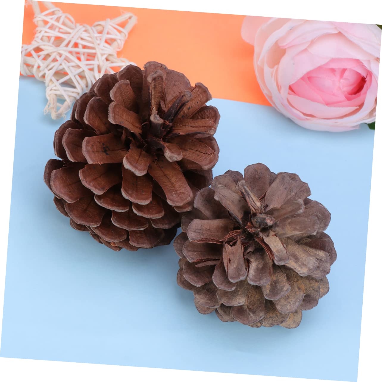 Natürliche Kiefernzapfen 6-8cm, 50 Stück für Weihnachtsdeko | Pine Cones, Wiederverwendbar, Winter und Garten Deko, Festliche Stimmung, für Feier und Arrangement
