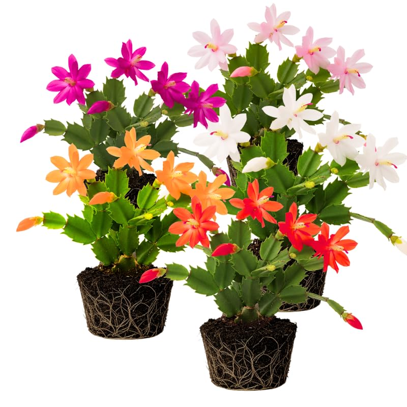 2 Mix Christmas Cactus Plants Live, 4 to 7 Inch Tall Colorful Christmas Cactus, Holiday Flower Houseplant, Indoor Outdoors Easy Care Plants for Home Garden