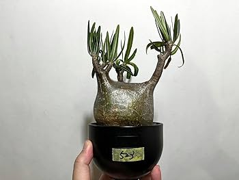 発根済 パキポディウム グラキリス ［ NO⑥マダガスカル 現地株 / ］ Amazon.co.jp: マダガスカル現地株 パキポディウム グラキリス