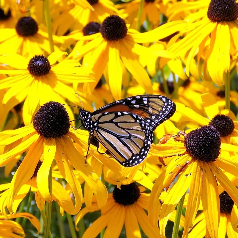 Black Eyed Susan Flower Seeds - 300+ Perennial Non-GMO Black Eyed Susan Flower Seeds - Attracts...