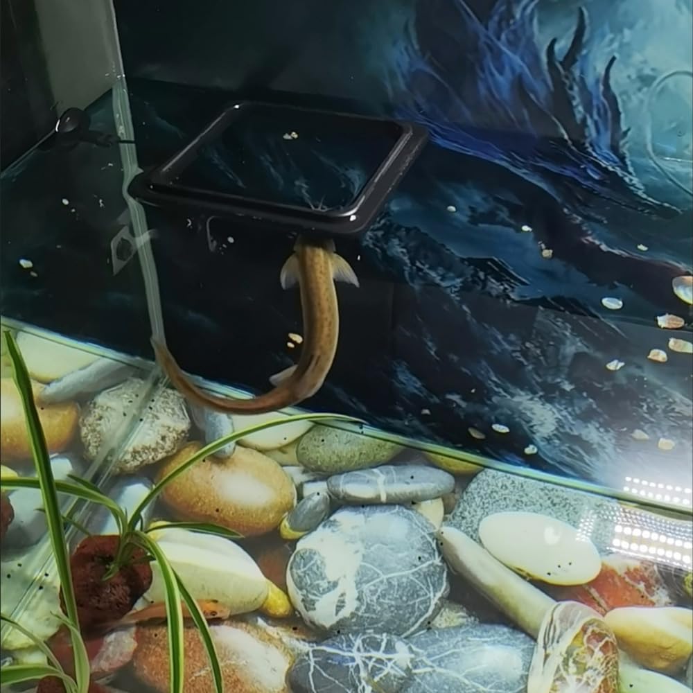 Anelli Alimentazione Pesce Acquario Rotonda Quadrata Guppy Betta Pesci Rossi 2 Pezzi Ventosa