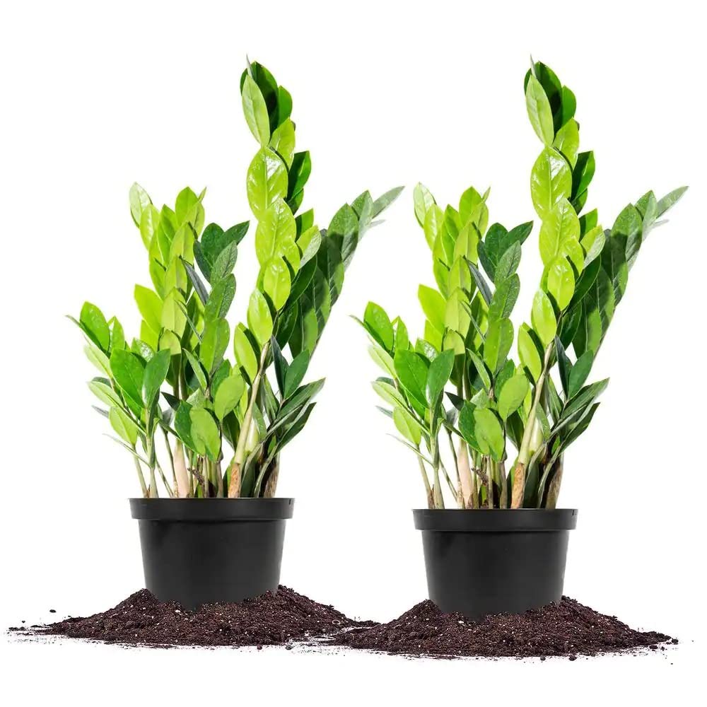 Cloud Farm ZZ (Zamioculcas Zamiifolia) Indoor Air Purifying Plant, Low Maintenance Required, For Home Decoration/Balcony Pack of 2 CF_132 (B0BN7S71DR) Amazon Price History, Amazon Price Tracker