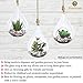 SunGrow Air Plant Teardrop Hanging Terrarium