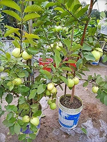 InGreen Hybrid Thai Variety Guava Grafted Live Plant[v5]