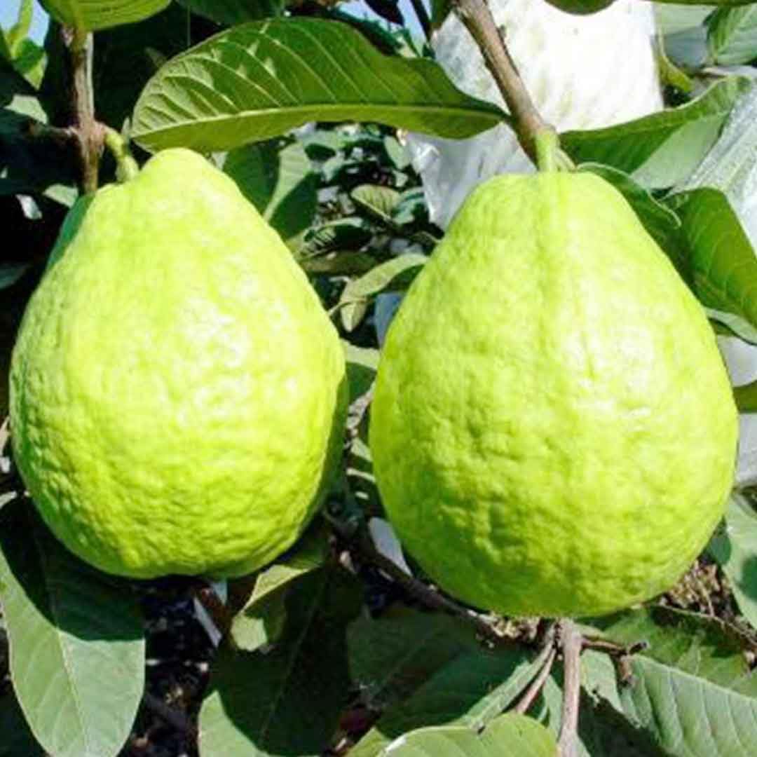 All Time Sardar L49 Guava (Hybrid Dwarf Varieties) Fruit Plant For Home Gardening (Air Line, Pack Of 1) (B0CQGFFDJJ) Amazon Price History, Amazon Price Tracker
