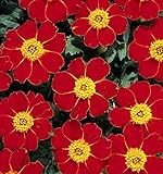 💮 Die Samen werden in den Druckverschlussbeutel verpackt, dies ist von Vorteil, wenn Sie nur ein Teil der Samen entnehmen und die restlichen im Beutel lassen, so können die Samen länger aufbewahrt werden.