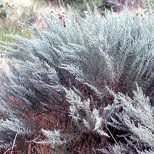 Big Sagebrush Seeds; Desert Sage (Artemisia Tridentata) 100+ Medicinal Herb Seeds In Frozen Seed Capsules For The Gardener & Rare Seeds Collector - Plant Seeds Now Or Save Seeds For Years #TOP3