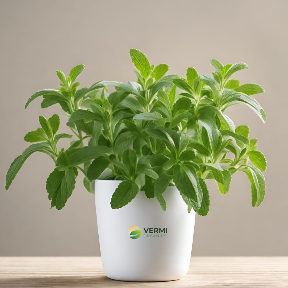 Mphmi Seedless Plant Plants Nurseryplant Stevia plant rebaudiana - Plants (B0D22B8G3D) Amazon Price History, Amazon Price Tracker