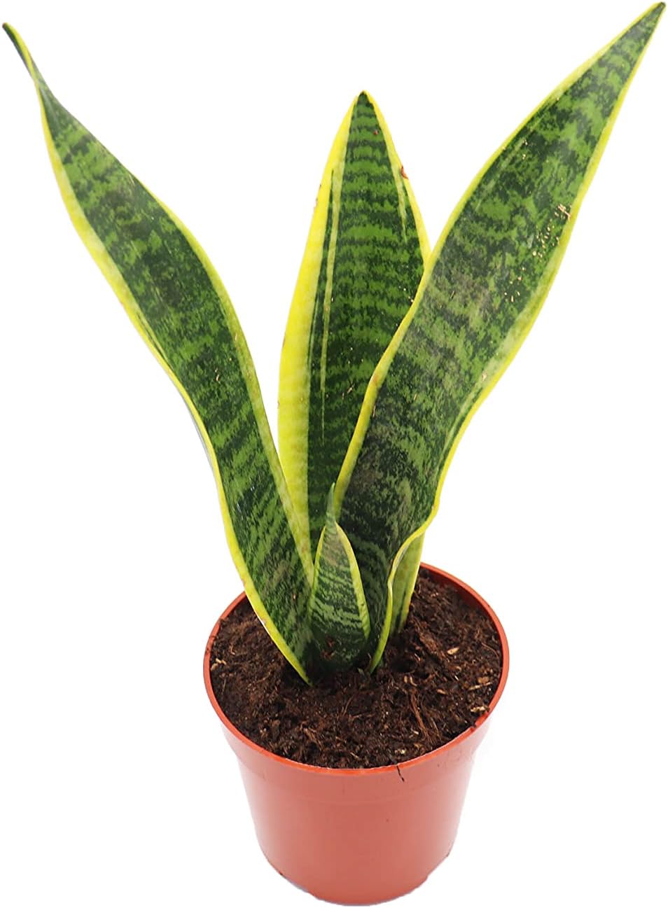 Sansevieria Bentel's Sensation - 4" from California Tropicals
